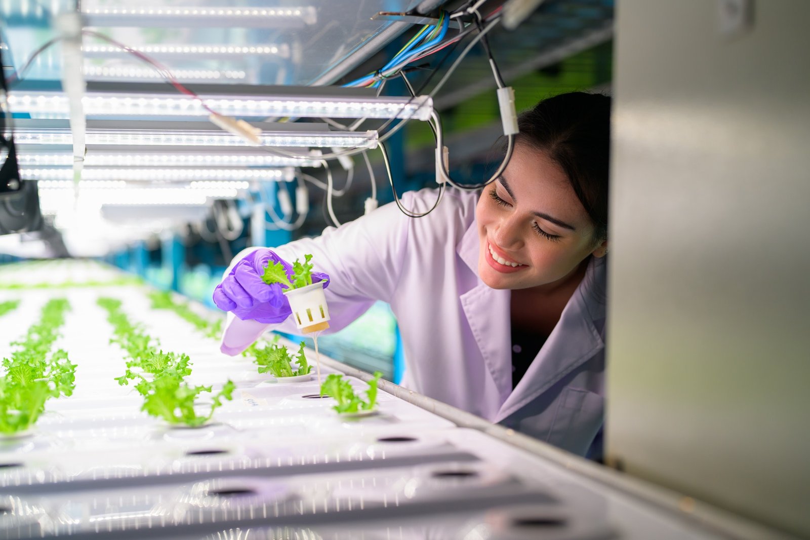 Researchers developing vegetable varieties at greenhouse agriculture