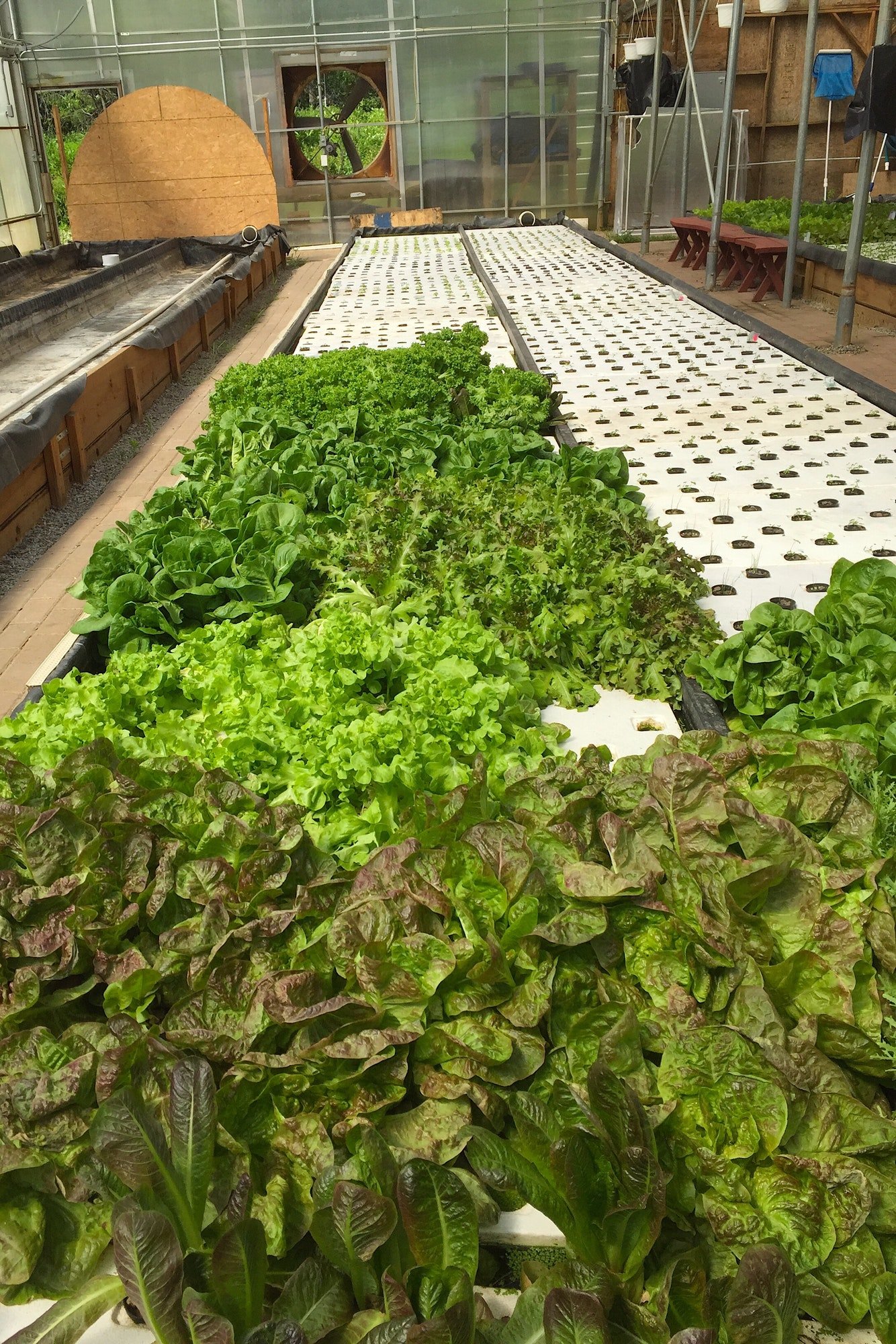 Sustainable farming. Aquaponic-grown greens.